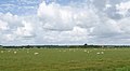 Den Burg, sheep in the meadow along the Pontweg-Rozendijk