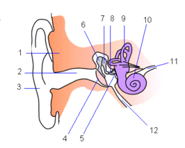 alt=1. schedel, rotsbeen Buitenoor: 2. gehoorgang 3. oorschelp Middenoor: 4. trommelvlies 5. ovaal venster 6. hamer 7. aambeeld 8. stijgbeugel 12. buis van Eustachius Binnenoor: 9. labyrint 10. slakkenhuis 11. gehoorzenuw