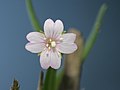 detail of a blossom, Photo by Kristian Peters