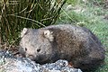 Nacktnasenwombat im Nationalpark