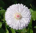 Beyaz Yıldız çiçeği (Dahlia sp.)
