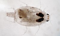 Gnathia marleyi ♀