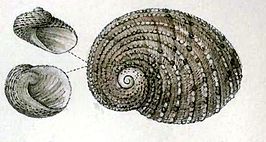 Granata lyrata