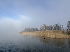 Schilfufer bei Greifensee