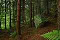 Woodland at Hardcastle Crags