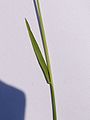 Roggen-Gerste (Hordeum secalinum)