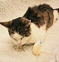 Katze mit chronischer Niereninsuffizienz und typischer Symptomatik: Abgeschlagenheit, Abmagerung und stumpfes, struppiges Fell.