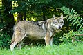 Eurasischer Wolf Genotyp aw aw