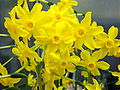 Blüten von Narcissus jonquilla