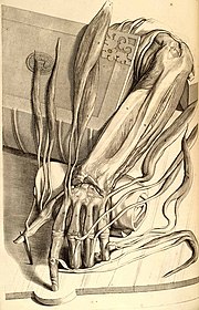 Gerard de Lairesse: Anatomische tekening van een linkerhand met pezen. Uit Govard Bidloo: Ontleding des menschelyken lichaams, Jacob van Poolsum, Utrecht, 1728 (herdruk van uitgave 1690).