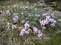 Oxytropis helvetica fra de vestlige Alpene