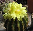 Parodia warasii