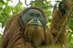 Tapanuli orangutan