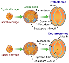 Vorming van anus in de embryonale ontwikkeling van protostomen en deuterostomen