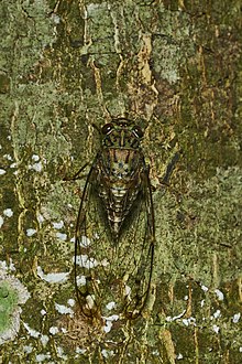 Female (dorsal view)