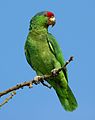 (Amazona viridigenalis)