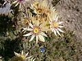 Sempervivum grandiflorum