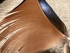 A close up of the sail feather the species is known for