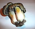 ! Tricholoma luridum !