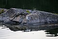 Durch seine allomimetische Graufärbung fällt das Möwenküken neben dem Altvogel erst durch das Spiegelbild im Wasser auf.