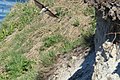 Sand martins in flight by their nest holes