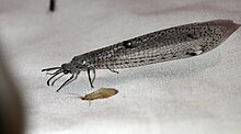 Weeleus acutus adult with closed wings at Boyle River, Canterbury. Attracted to light at night.