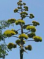 Agave Americana bloom