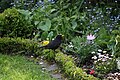 Amsel männlich