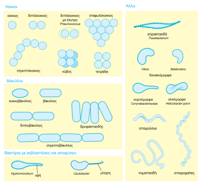 a diagram showing bacteria morphology