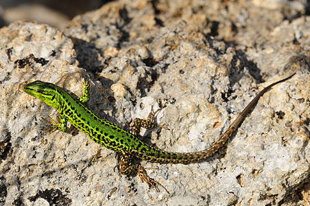 Sicilian wall lizard, by Benny Trapp