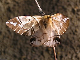 tarkaszövő (Endromis versicolora)