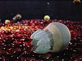 Blubber jelly (Catostylus mosaicus)