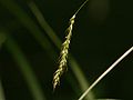 inflorescense, Photo by Kristian Peters