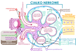 Schemat budowy ciałka nerkowego
