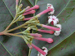Κιγχόνη η χνοώδης (Cinchona pubescens) - άνθος