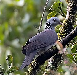 Nilgiri galamb (Columba elphinstonii)