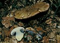 Cortinarius prasinocyaneus