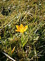 Crocus ancyrensis