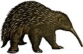 western long-beaked echidna