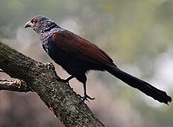 at Narendrapur near Kolkata, West Bengal, India