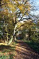 Waldgelände am Kloster