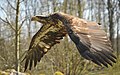 de:Weißkopfseeadler, de:Wisentgehege_Springe