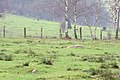 Quarzbrocken auf den Weiden oberhalb von Huckenbröl