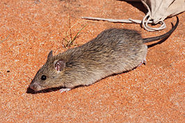 Rattus villosissimus