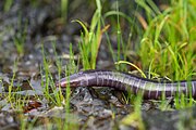 Image of Mhadei Caecilian