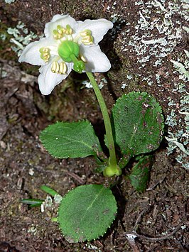 Eenbloemig wintergroen