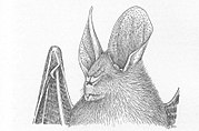 Drawing of bat