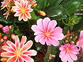 Lewisia 'Sunset Hybrids'