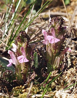 Erdei kakastaréj (Pedicularis sylvatica) a németországi Virngrundban