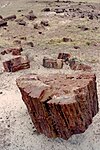 The eponymous petrified wood at Petrified Forest National Park